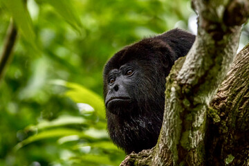Black Howler Monkey 