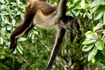 Geoffrey�s spider monkey at Tikal National Park in Guatamala