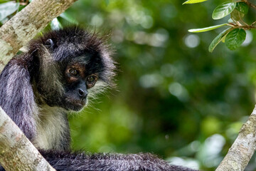 Naklejka na ściany i meble Geoffrey�s spider monkey at Tikal National Park in Guatamala