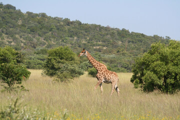 Giraffe solo safari südafrika Natur wildnis savanne wild artenvielfalt artenschutz tierschutz umweltschutz lebensraum säugetier pflanzenfresser muster bäume 