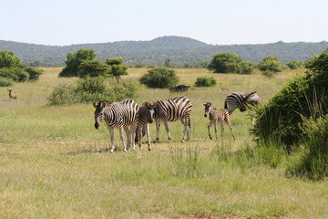 Zebra Huftier herde streifen schwarz weis Steppe safari südafrika tierrreich artenvielfalt artenerhalt artenschutz naturschutz wildnis 