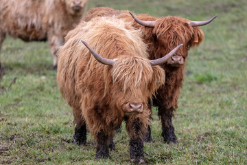 Hairy Highland cows of Scotland