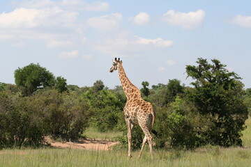 Giraffe solo safari südafrika Natur wildnis savanne wild artenvielfalt artenschutz tierschutz...
