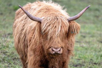 A cute hairy Scottish Highland cow