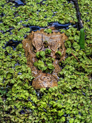 Caiman emerging from pond