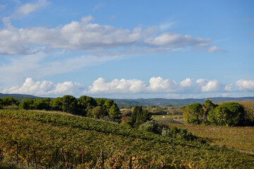 Obraz premium vineyard in region