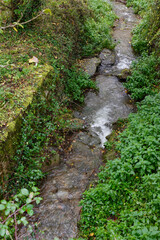 stream in the forest