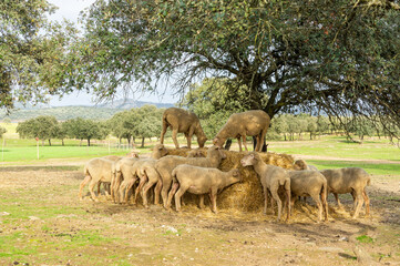 Naklejka na ściany i meble Sheep Banquet in Autumn: Merino Sheep Savoring Hay Bales under the Holm Oak in the Extremaduran Dehesa.