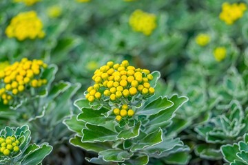 光を浴びて輝く白い小菊の蕾