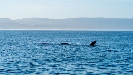 Whale watching cruise at Hermanus, Western Cape, South Africa