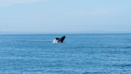 Whale watching at Walker Bay, Hermanus, Western Cape, South Africa
