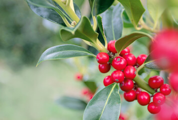 Christmas holly red berries blurred holiday background