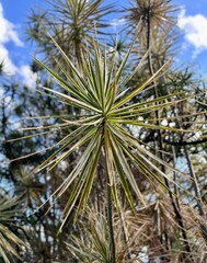 pine tree branches