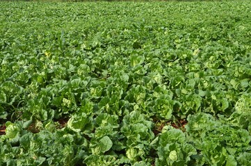 Fototapeta na wymiar green vegetable in a field