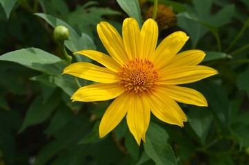 yellow flower in the garden