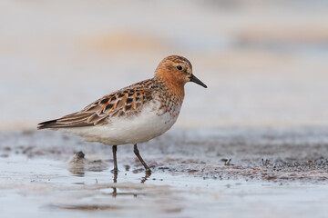 Red-necked Stint