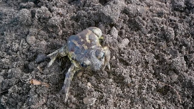 Common spadefoot (Pelobates fuscus), buries itself in the sandy soil at the edge of the spawning water, North Rhine-Westphalia, Germany, Europe
