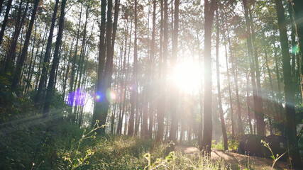 Obraz premium Nature forest green tree magic sunlight beam light in woodland. Beautiful rays of sunlight in tranquil green forest. Sumbeam through ray light outdoors park. Natural Blurred background summer time.