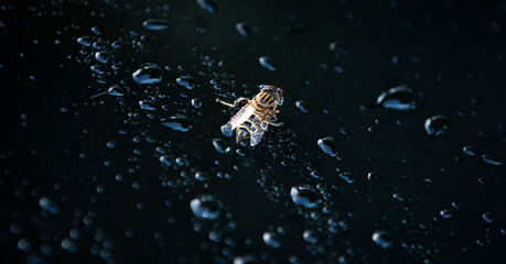 bee on the glass with water droplets on a black background.