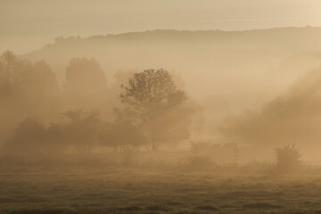 Landscape with grazing cows in a countryside with trees and grass covered with dewdrops and morning...