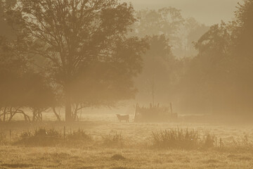 Landscape with grazing cows in a countryside with trees and grass covered with dewdrops and morning...