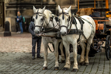 A team of harnessed horses in front of a horse carriage in a city