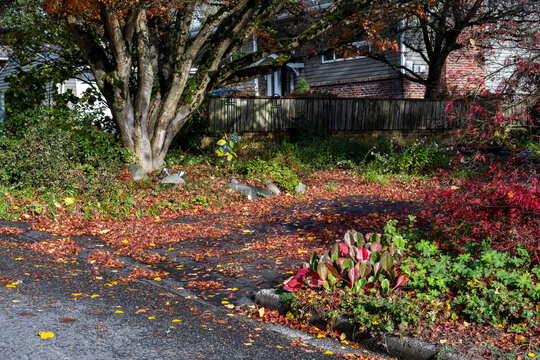 After the storm mess of fallen leaves and branches, ready for fall cleanup on a sunny day
