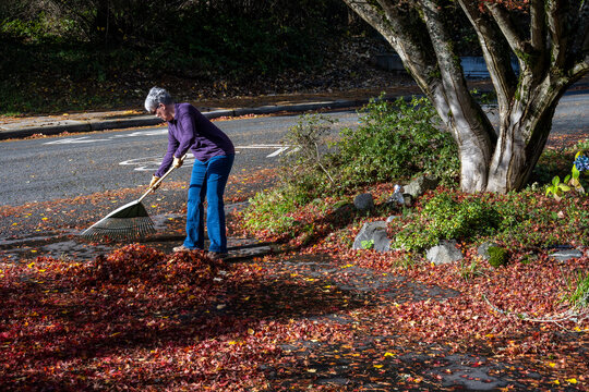 Middle aged woman raking colorful maple leaves off a residential driveway on a sunny fall day
