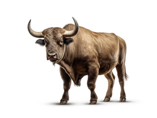 Fototapeta premium Bull Studio Shot Isolated on Clear White Background, Generative AI