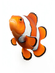 Clownfish Studio Shot Isolated on Clear White Background, Generative AI