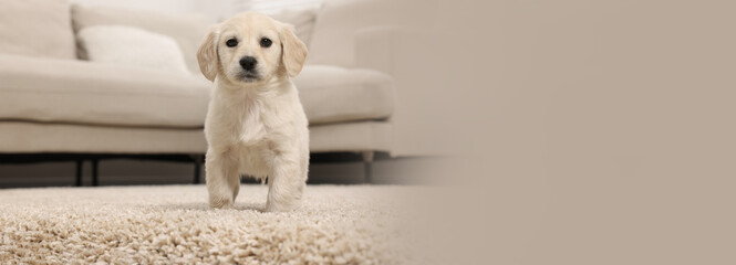 Cute little puppy on beige carpet at home. Banner design with space for text