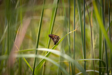 Butterfly on prairie grass in late summer