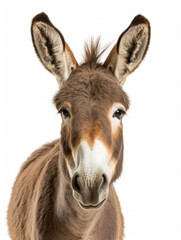 Fototapeta premium Donkey Studio Shot Isolated on Clear White Background, Generative AI