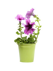 Naklejka na ściany i meble Petunia in green flower pot isolated on white