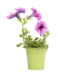 Naklejka na ściany i meble Petunia in green flower pot isolated on white