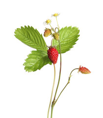 Stems of wild strawberry with berries, green leaves and flowers isolated on white