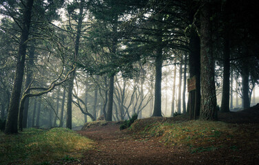 Fototapeta premium Caminho por entre árvores e névoa na Bica da Cana, Ilha da Madeira