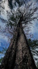 Fototapeta premium Tree textures