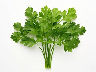 Isolated parsley herb on white background viewed from the top