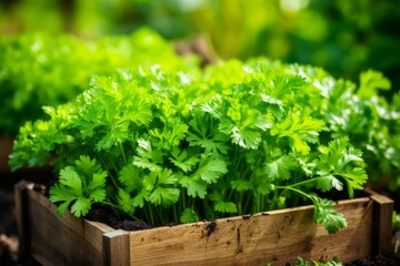 Fototapeta premium Parsley in an herb patch