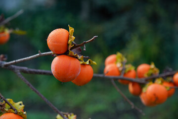 	大きく実った柿