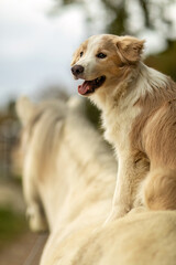 A cute border collie puppy dog sits on a beautiful icelandic horse in autumn outdoors, horse and dog concept