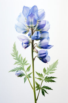 Aconitum's watercolor portrayal on the white canvas is a dance of soft hues, an ode to nature's poetry where each petal whispers secrets of botanical elegance.