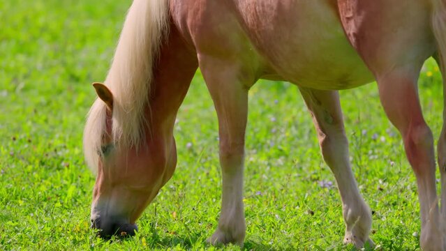 Haflinger Horse Eating Grass In The Pasture On A Sunny Day. - close up