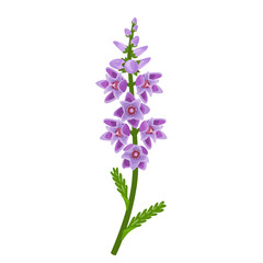 Vector illustration, Calluna vulgaris , commonly called Scotch heather, heather or ling, isolated on white background. - obrazy, fototapety, plakaty