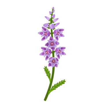 Vector illustration, Calluna vulgaris , commonly called Scotch heather, heather or ling, isolated on white background.