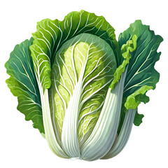 Chinese cabbage on white background, Fresh ripe Chinese cabbages - obrazy, fototapety, plakaty