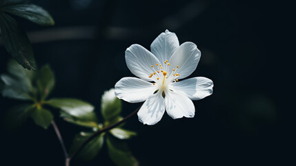 Fototapeta na wymiar Amazing White Flower with Dark Blue background - Cinematic Shot with 35mm Details 