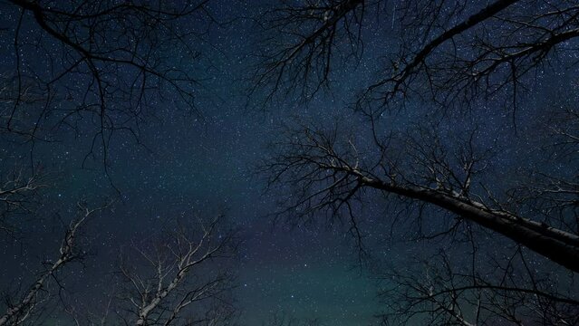 Composite time lapse video of a stary night sky behind large leafless trees. Many satellites and aircraft streak through the sky. The stars rotate around the north star.
