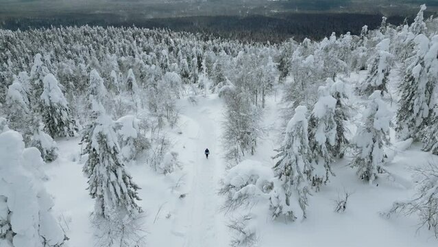 Extreme winter sports concept, hiker is lost in snowy forested mountains. Clip. Lonely man traveler looking fore help in cold forest.